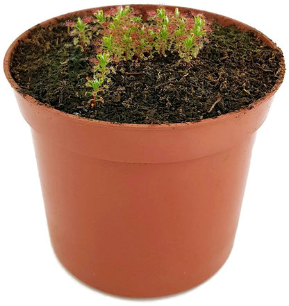 Drosera Roseana - Zwergsonnentau