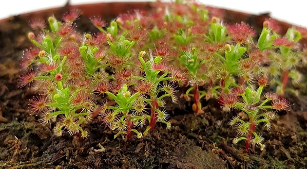 Drosera Roseana - Zwergsonnentau