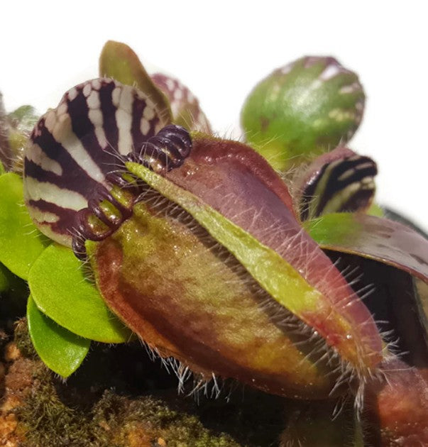 Cephalotus Follicularis &quot;Dudley Watts&quot; - Original Stephen Morley