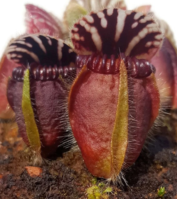 Cephalotus Follicularis Eden Black Original Stephen Morley