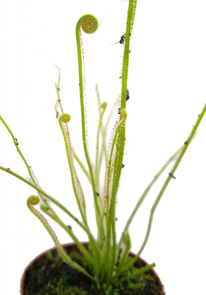 Drosera Filiformis