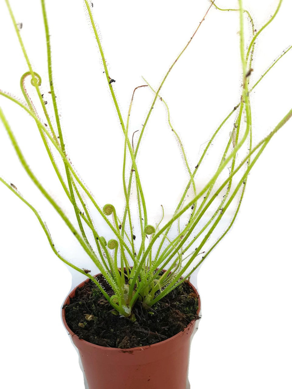 Drosera Filiformis