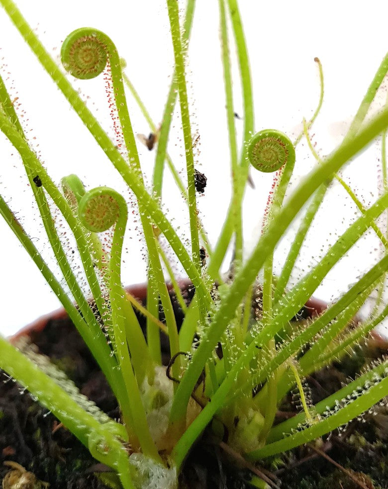 Drosera Filiformis