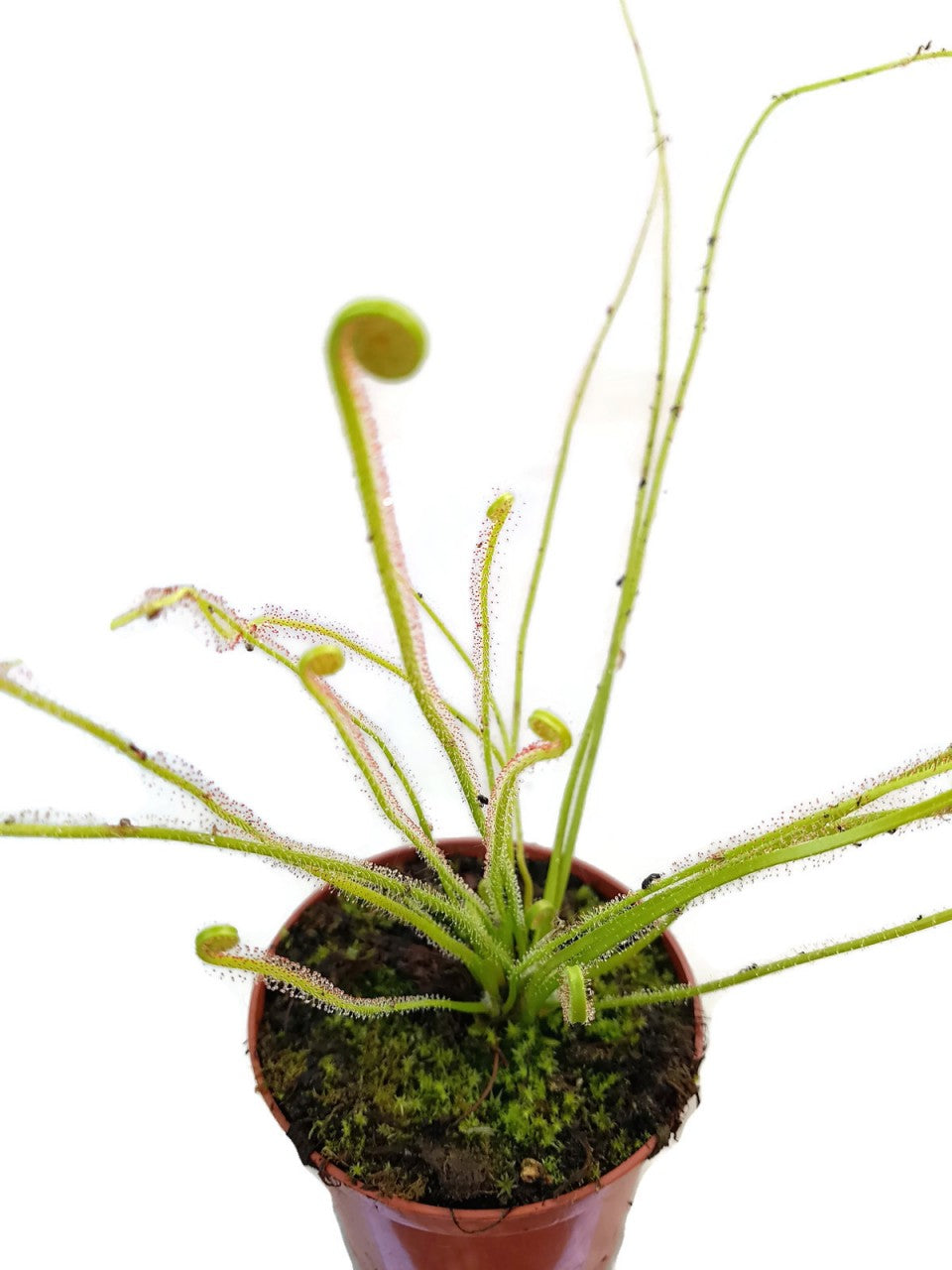 Drosera Filiformis