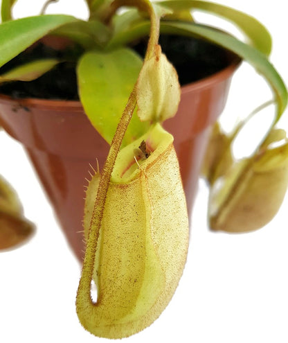Nepenthes X Hookeriana &quot;Ghost&quot;