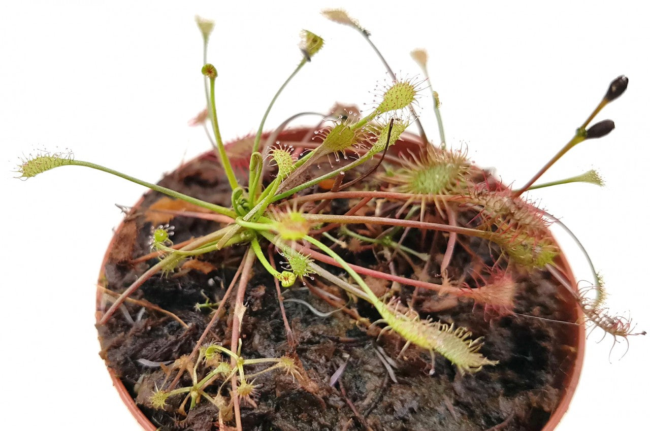 Drosera Intermedia