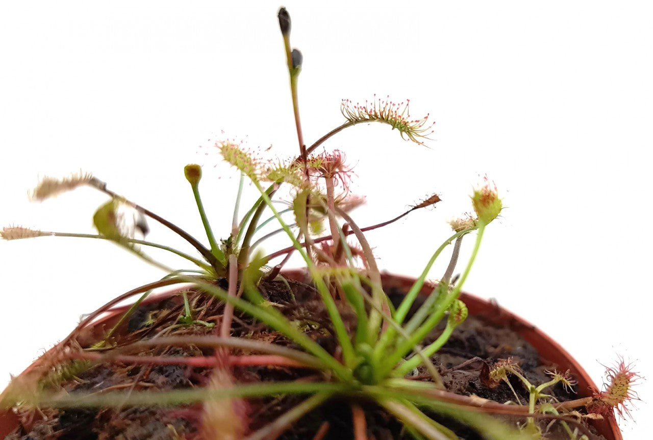 Drosera Intermedia