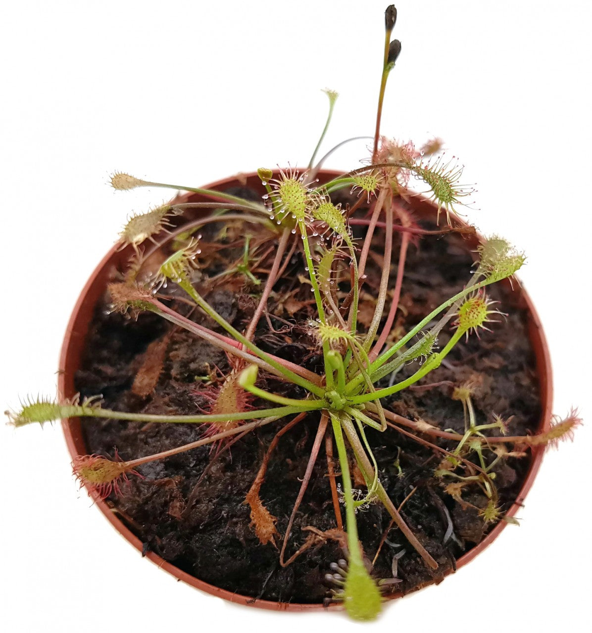 Drosera Intermedia