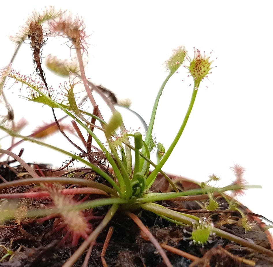 Drosera Intermedia