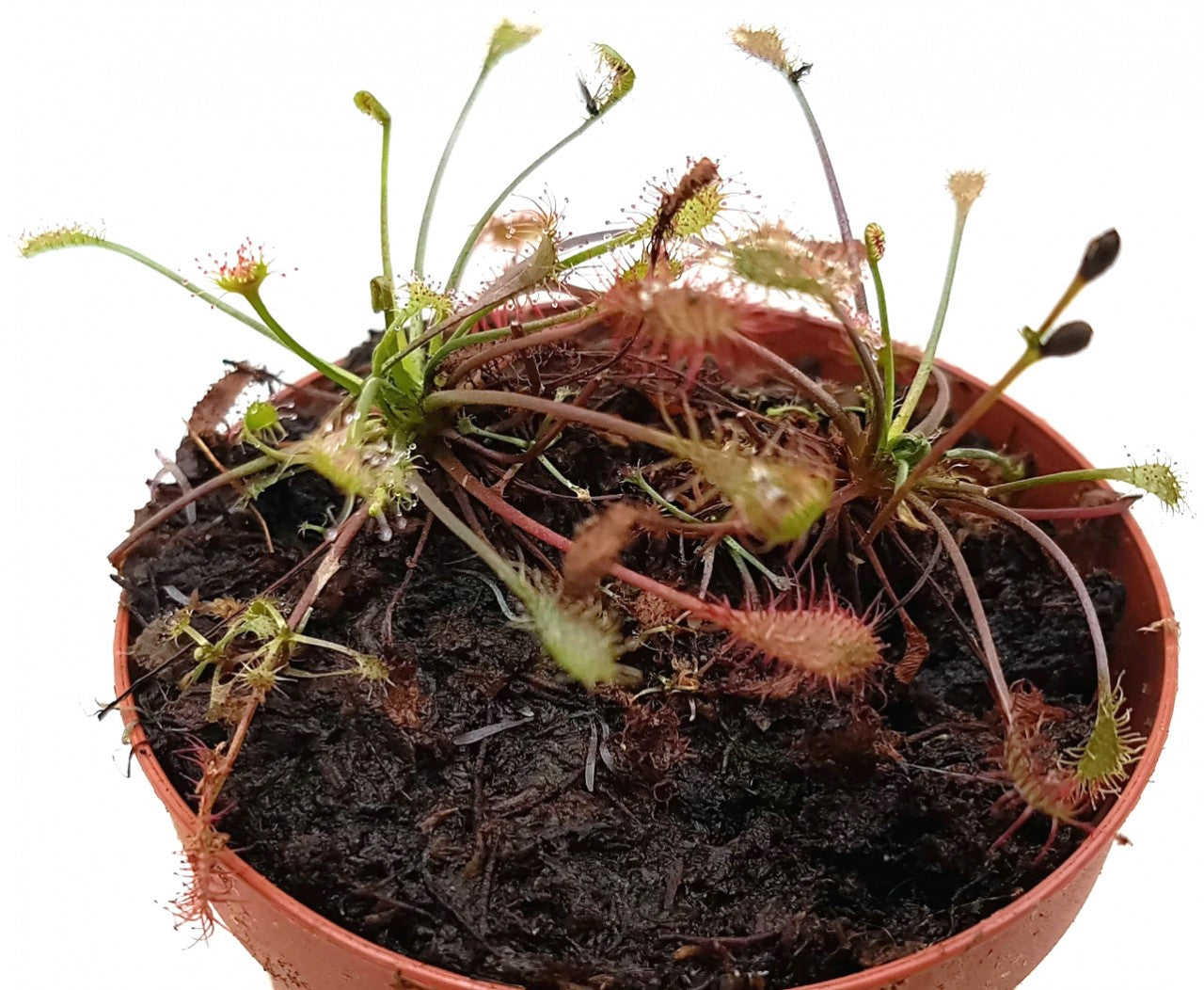 Drosera Intermedia