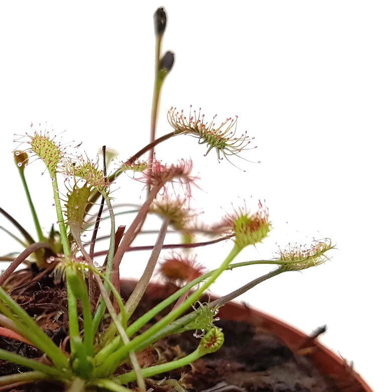 Drosera Intermedia