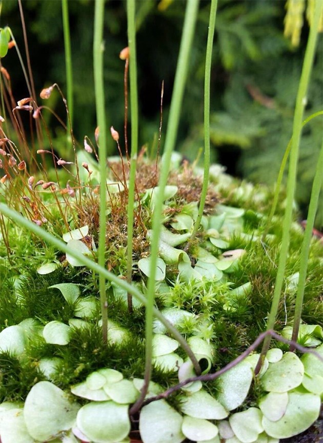 Utricularia livida