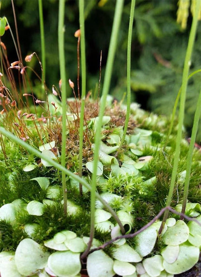 Utricularia livida