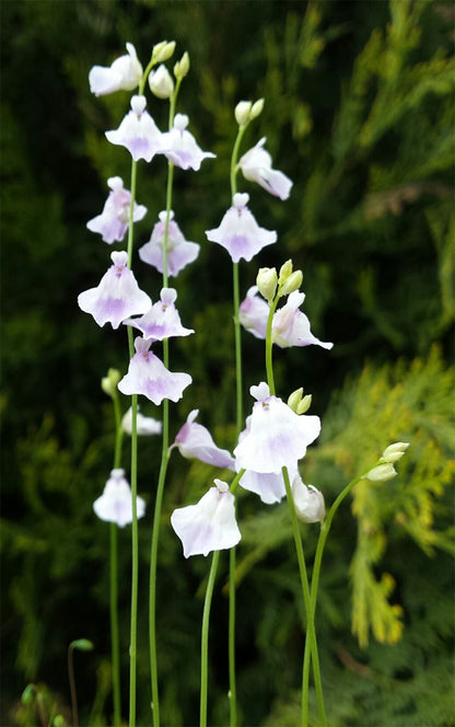 Utricularia livida