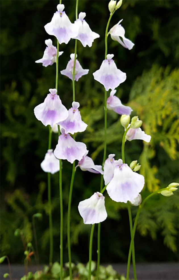 Utricularia livida