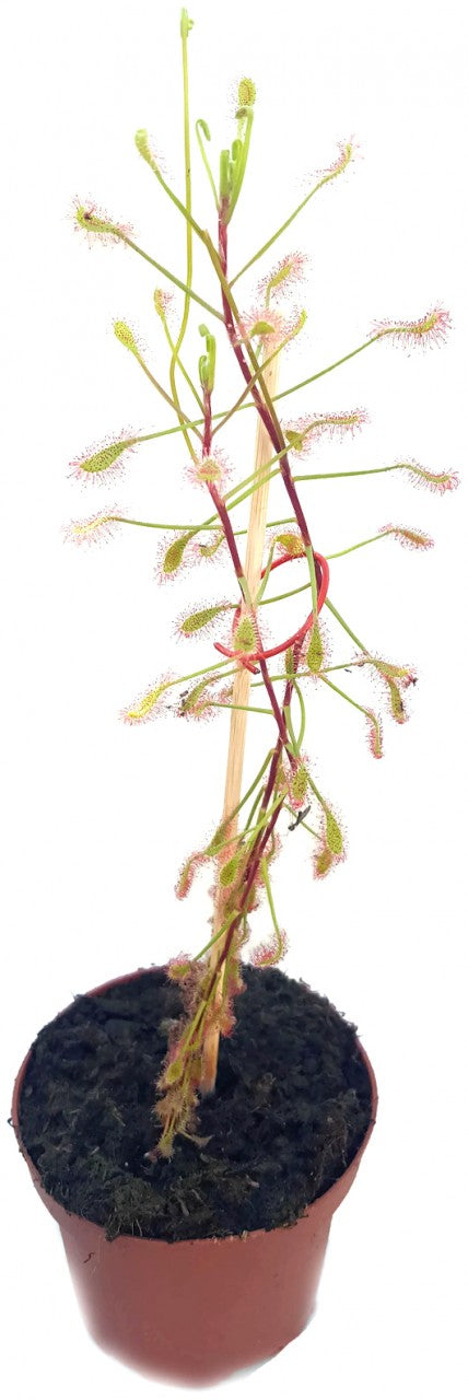 Drosera Madagascariensis