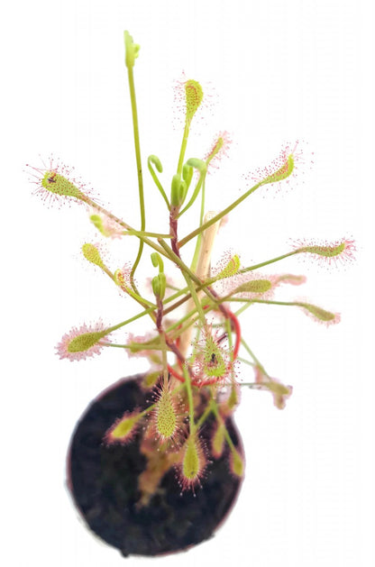 Drosera Madagascariensis