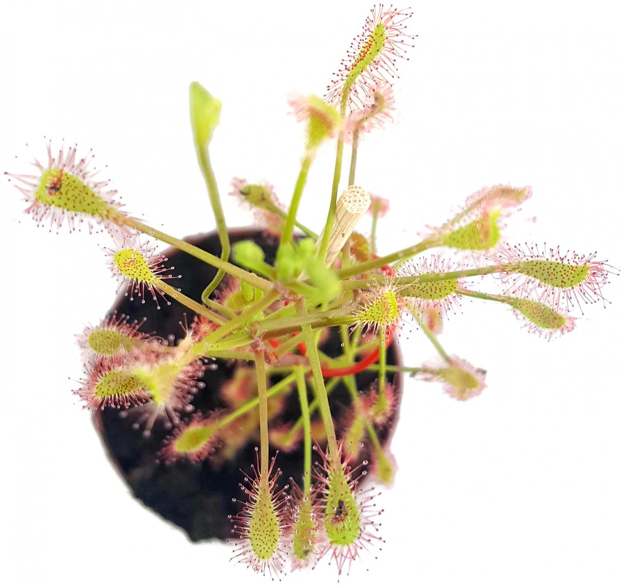 Drosera Madagascariensis