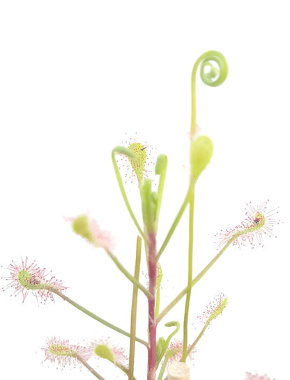 Drosera Madagascariensis