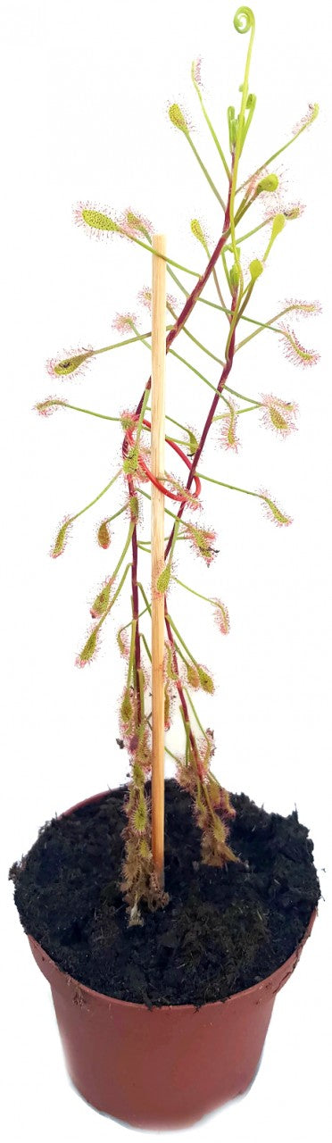 Drosera Madagascariensis