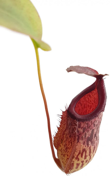 Nepenthes X Mimi