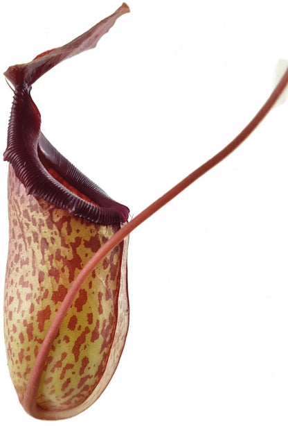 Nepenthes X Mimi