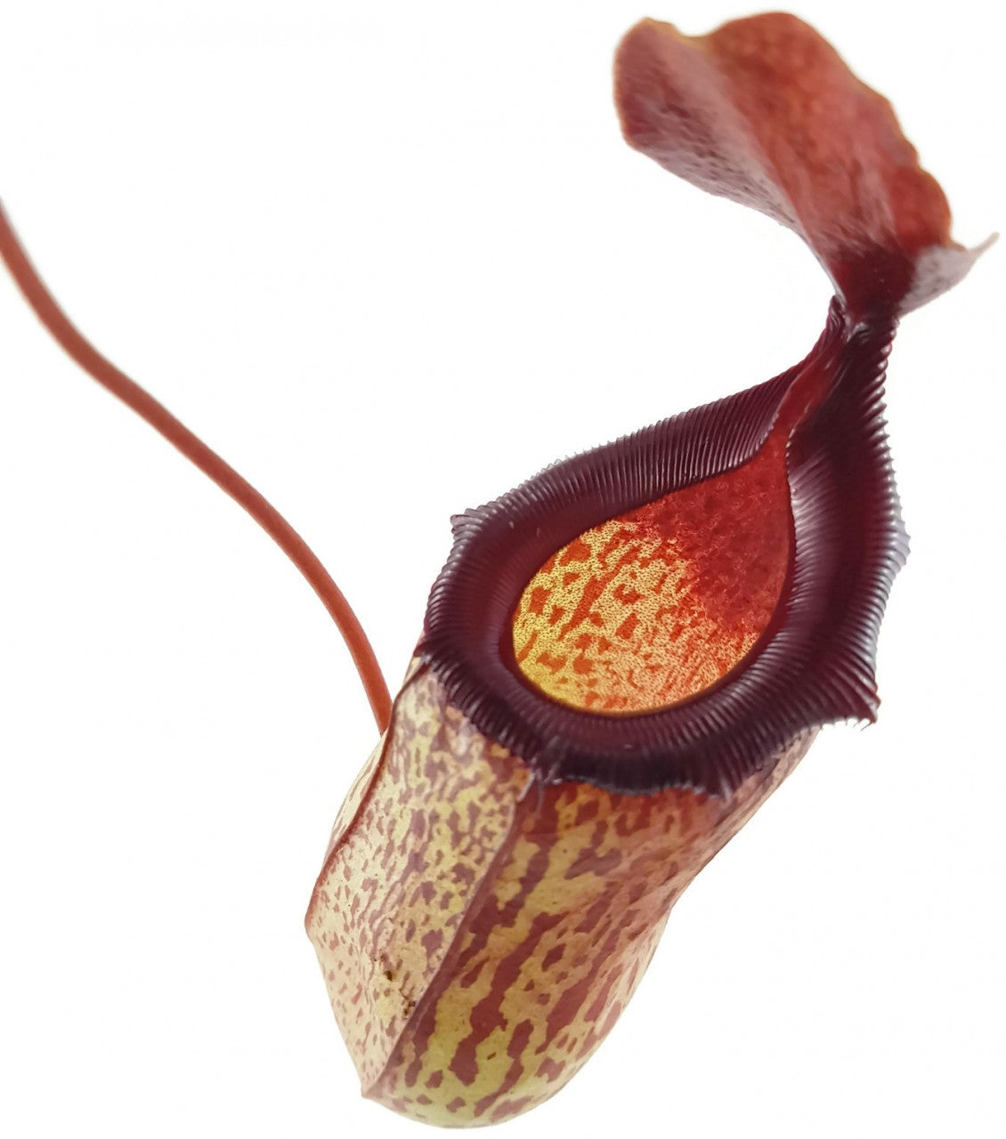 Nepenthes X Mimi