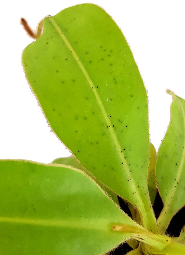 Nepenthes glandulifera BE-3691