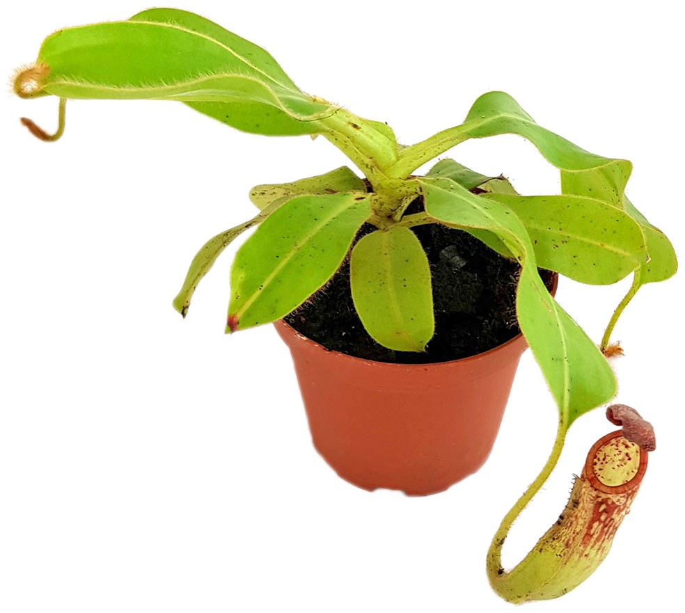 Nepenthes glandulifera BE-3691