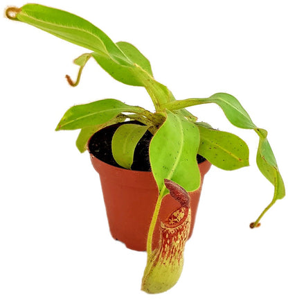 Nepenthes glandulifera BE-3691