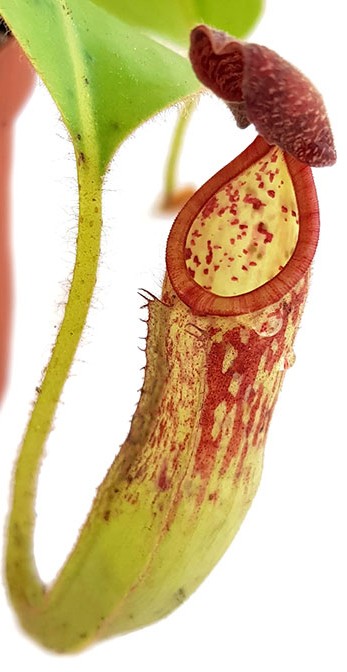 Nepenthes glandulifera BE-3691