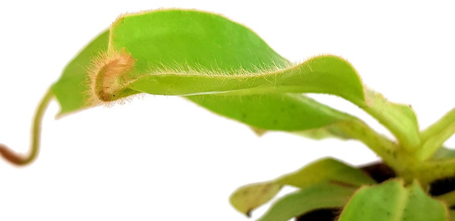 Nepenthes glandulifera BE-3691