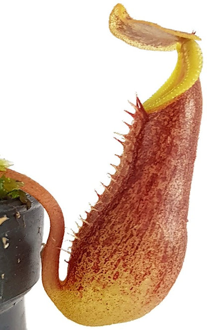 Nepenthes izumiae - seedgrown