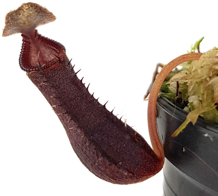 Nepenthes izumiae - seedgrown