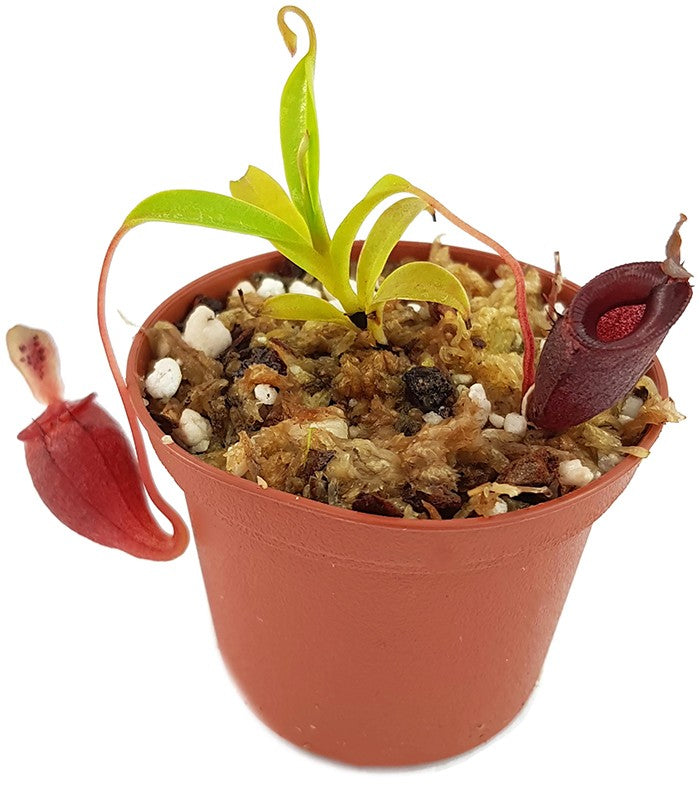 Nepenthes jamban - seedgrown