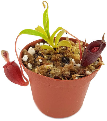 Nepenthes jamban - seedgrown