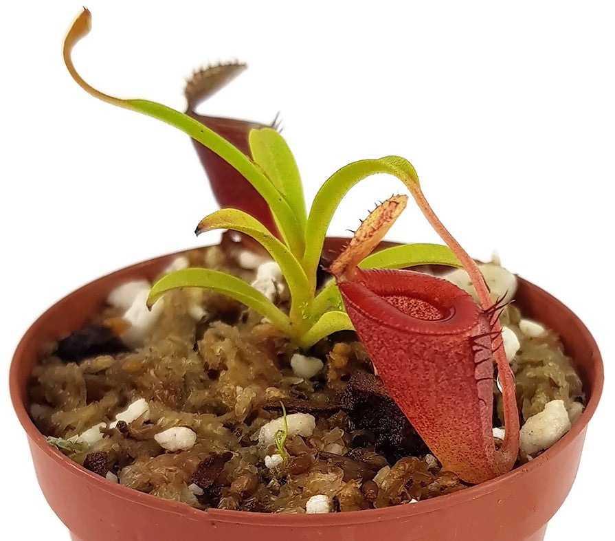 Nepenthes jamban - seedgrown