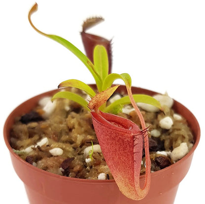 Nepenthes jamban - seedgrown