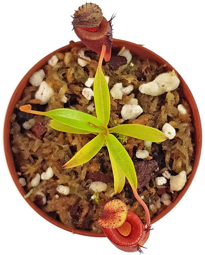 Nepenthes jamban - seedgrown