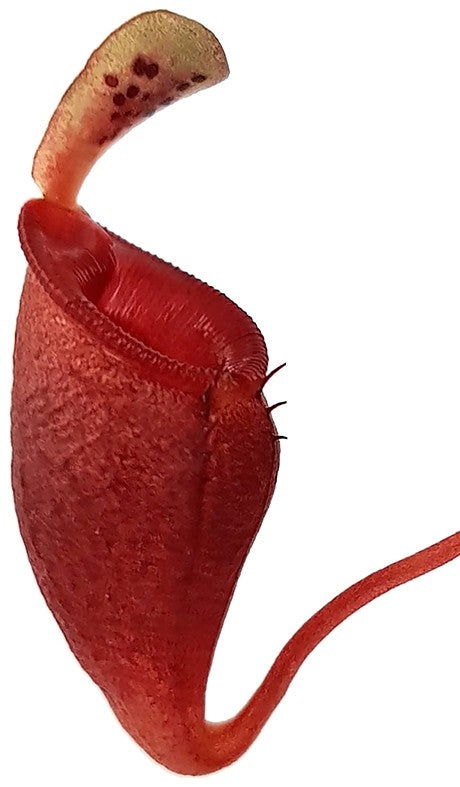 Nepenthes jamban - seedgrown