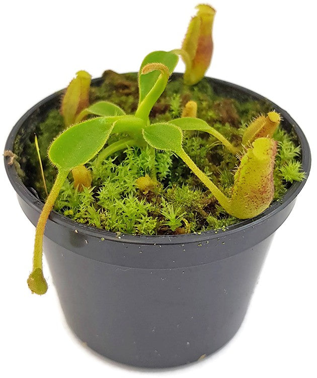 Nepenthes lowii Trusmadi x lowii Trusmadi - seedgrown