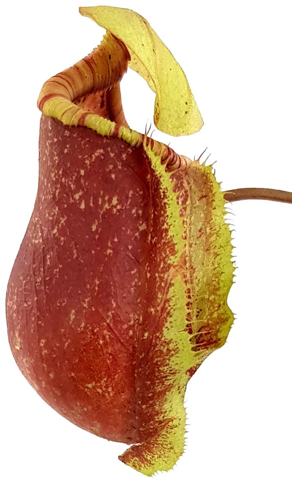 Nepenthes ventricosa x rafflesiana BE-3733