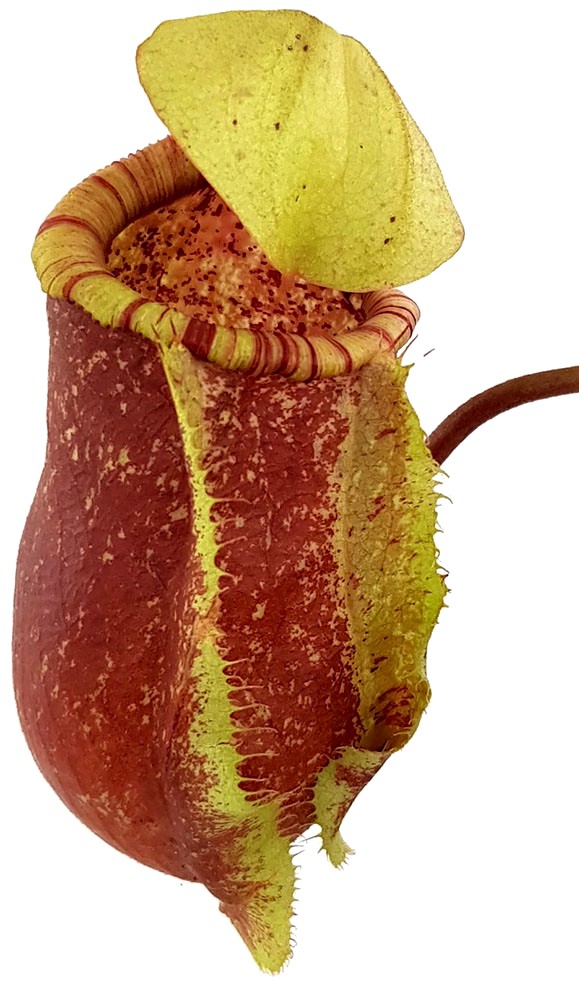 Nepenthes ventricosa x rafflesiana BE-3733