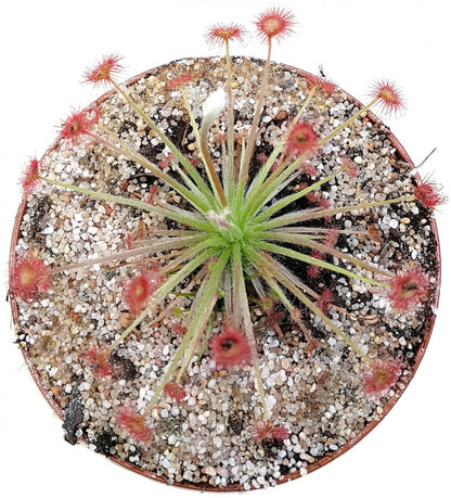 Drosera Paradoxa