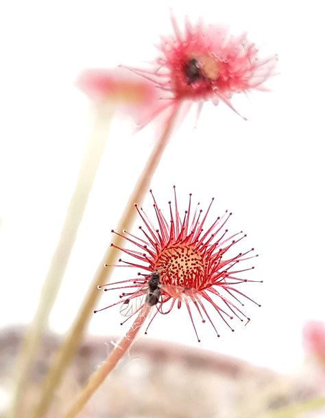 Drosera Paradoxa