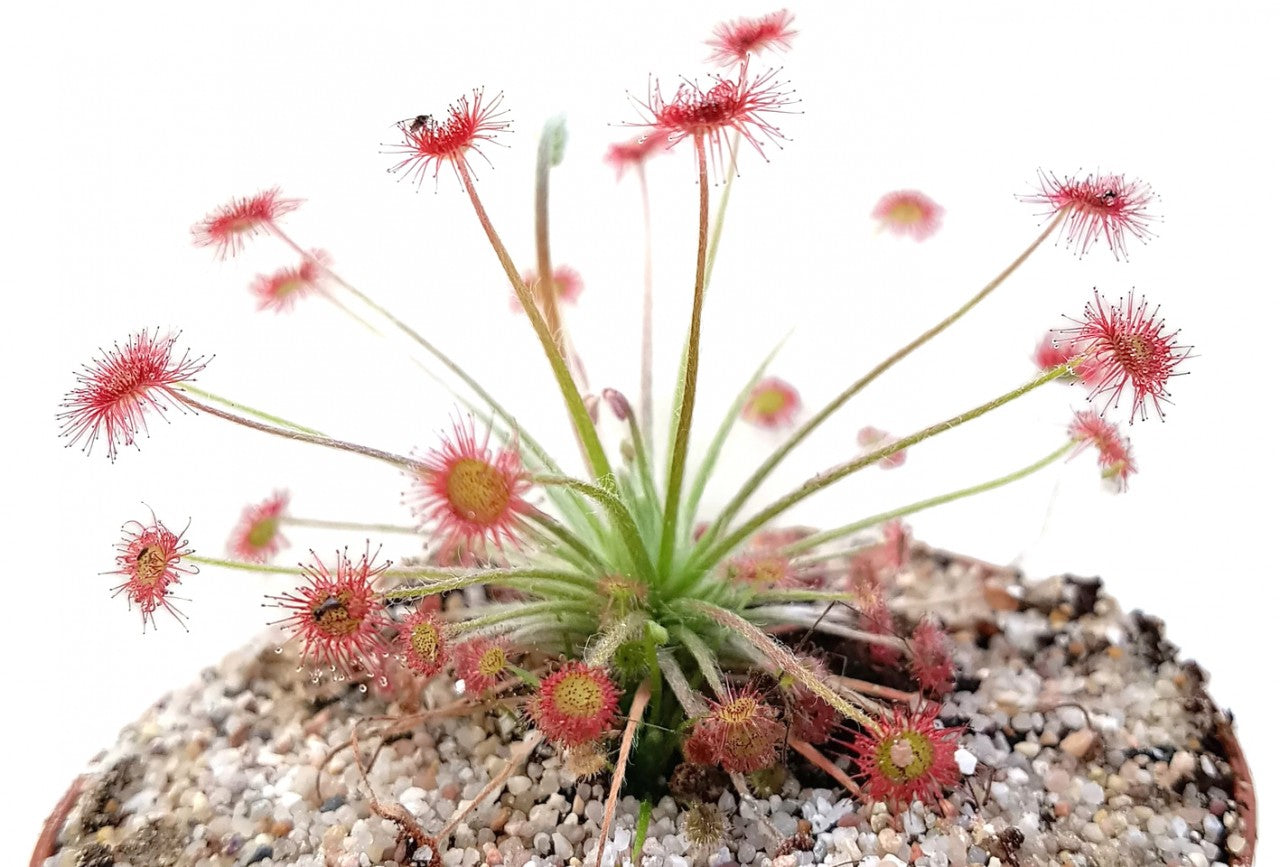 Drosera Paradoxa