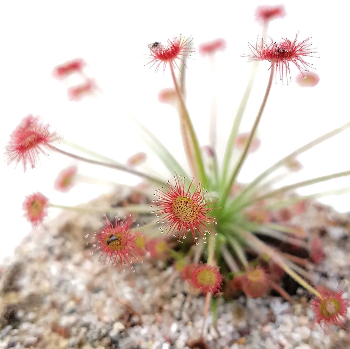 Drosera Paradoxa