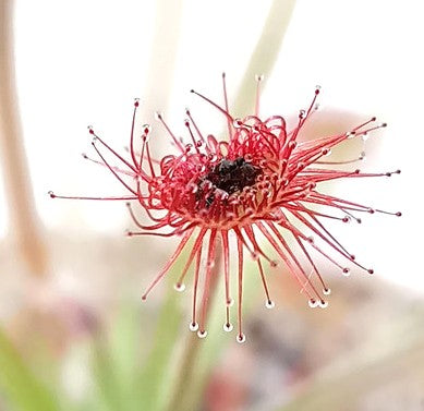 Drosera Paradoxa