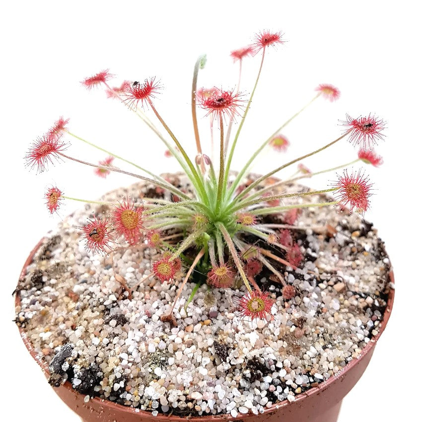 Drosera Paradoxa