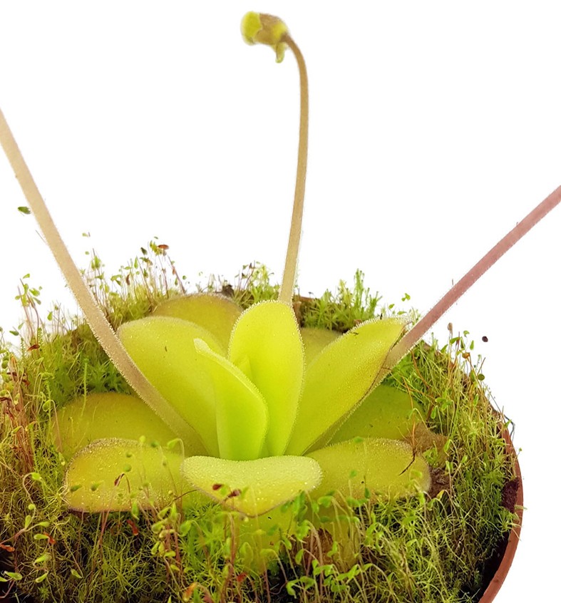 Pinguicula Agnata Casper Fettkraut